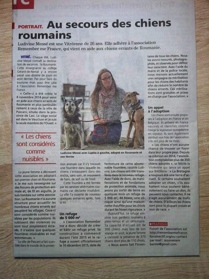 Au secours des chiens roumains