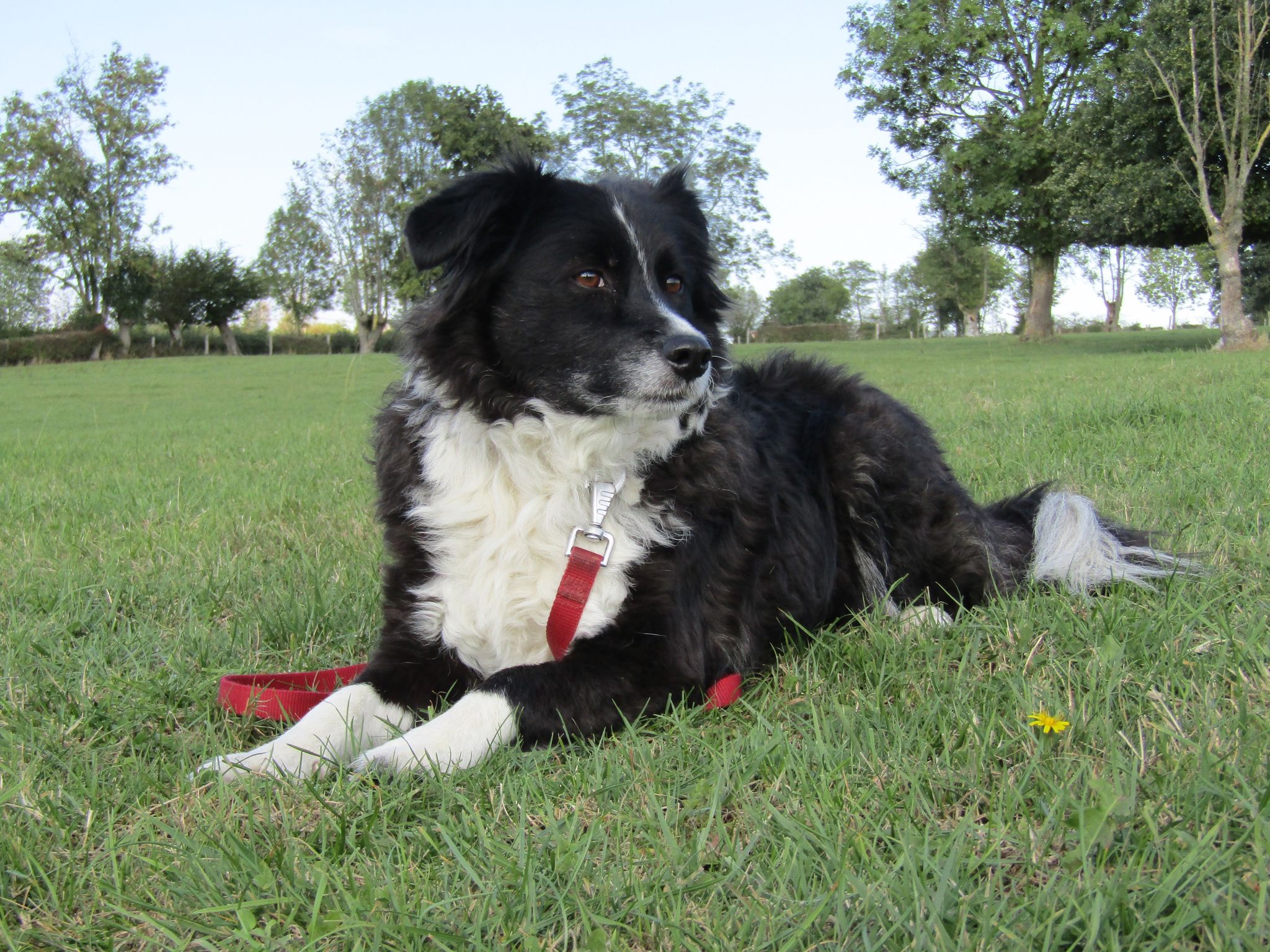 Papillon