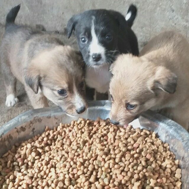 Besoin d&rsquo;aide pour les croquettes pour les chiots