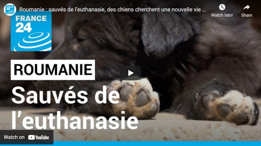 Roumanie : sauvés de l’euthanasie, des chiens cherchent une nouvelle vie en France