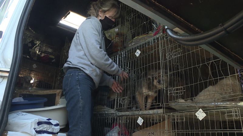Guerre en Ukraine : des chiens abandonnés rapatriés par une association dans le Vaucluse