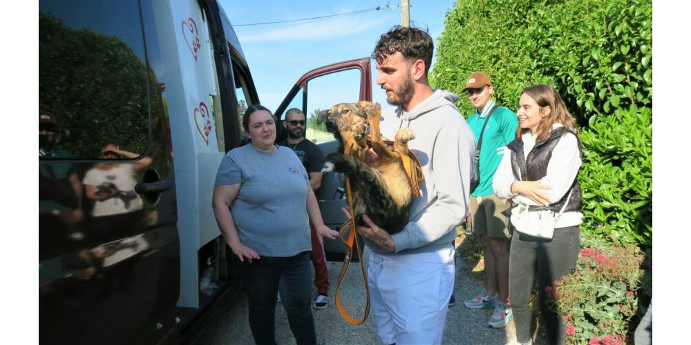 Ils adoptent des chiens rapatriés d’Ukraine