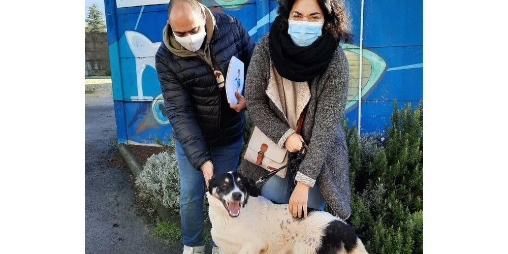 Des chiens roumains sauvés de l’enfer à la SPA de Brignais