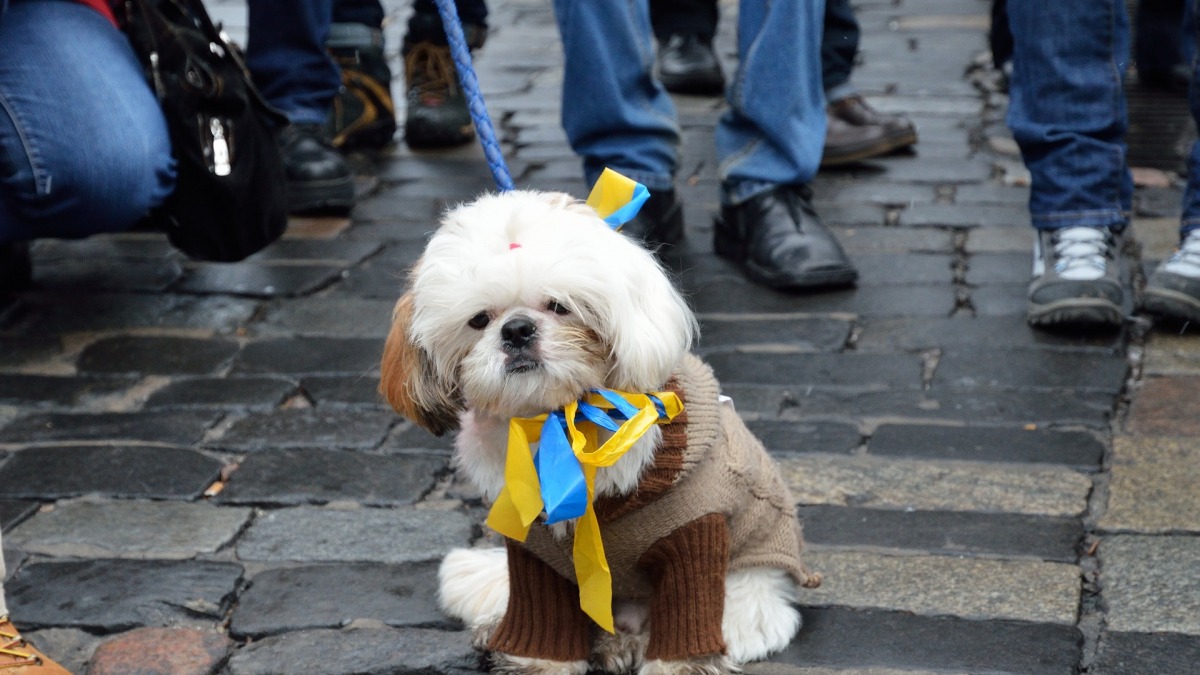 Ukraine : une myriade d&rsquo;associations se mobilisent pour venir en aide aux refuges pour animaux