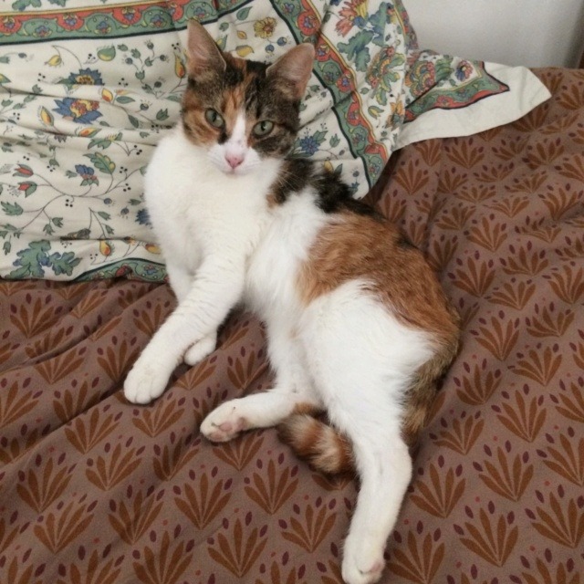 Cipi
