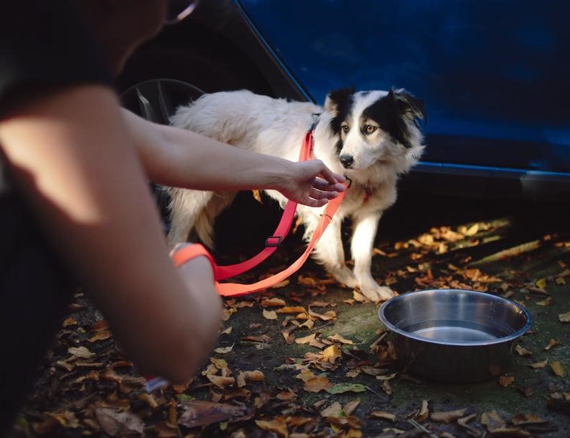 La seconde vie des chiens errants de Roumanie
